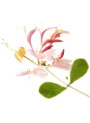 Honeysuckle