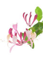 Honeysuckle Fresh Cut