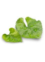 Violet Leaf