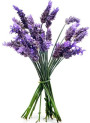 Lavender Fragrance Oil