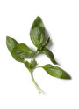 So Basil