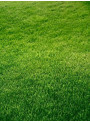 Grass Lawn