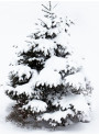Cool Pine