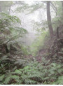 Wet Forest