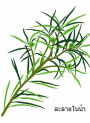 Tea Tree Oil (Water Soluble)