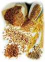 Hydro Protein (Soy, Oat, Wheat, Maize Protein)