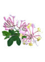 Honeysuckle Oil
