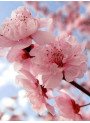Japanese Cherry Blossom (Compare to Bath & Body)