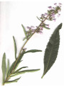 Yerba Santa Protein (Natural Silicone)