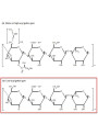 Gellan Gum (Low Acyl)