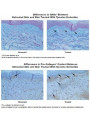 Wrinkle-Fill™ (Acetyl-Tyrosine)