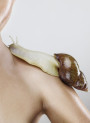 The Real Snail™ (Freeze-dried snail secretion)