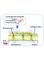 Glycoprotein