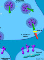 Acetyl Octapeptide-3 (eq. SNAP-8)