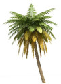 LipidSoft™ Palm (Ethylhexyl palmitate)
