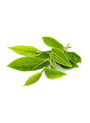 Green Tea Extract สารสกัดจากชาเขียว (EGCG 98%, Decaffeinated)