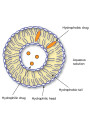 Soy Extract (Phosphatidylcholine 50%) ฟอสฟาทิดิลโคลีน