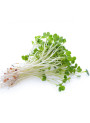 InflamCare™ Alfalfa Extract สารสกัด แอลแฟลฟา