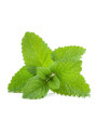WrinkleCare™ Lemon Balm Extract สารสกัดจาก สะระแหน่