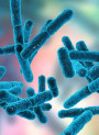 Bacillus Coagulans (100 billion/g) (Freeze-dried)